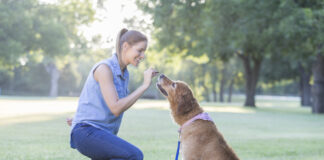 Training with treats is an effective means of positive reinforcement training so long the treats are not a bribe.