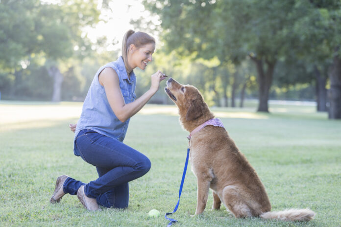 Woman trains her dog in the park Training with treats is an effective means of positive reinforcement training so long the treats are not a bribe.