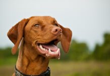 Dog dental insurance isn't really necessary for young dogs, but many dogs develop dental issues by their 3rd year.