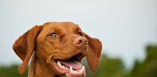 Dog dental insurance isn't really necessary for young dogs, but many dogs develop dental issues by their 3rd year.