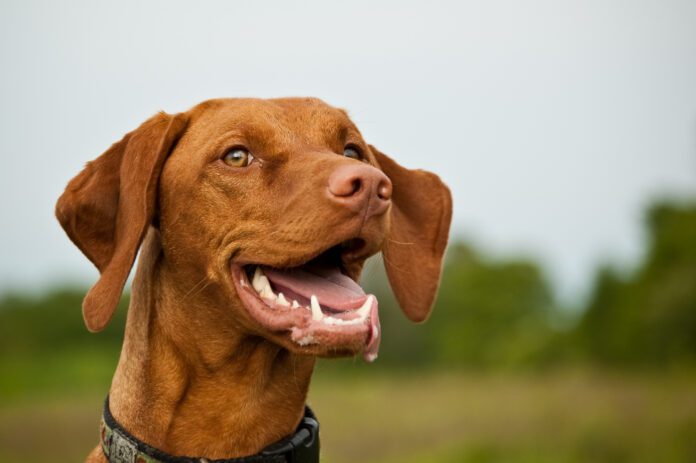 very happy vizsla dog Dog dental insurance isn't really necessary for young dogs, but many dogs develop dental issues by their 3rd year.