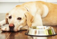 Acid-reflux in dogs is a serious issue that requires a vet visit.