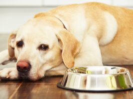 Acid-reflux in dogs is a serious issue that requires a vet visit.