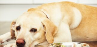 Acid-reflux in dogs is a serious issue that requires a vet visit.