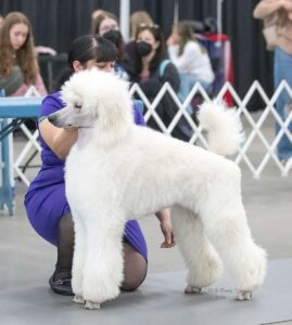 Ethically bred purebred or designer dogs are extensively tested to check their health.