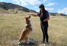 Play and training are both how you bond with your dog.