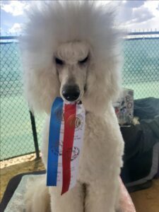 Ethically bred purebreds and doodle dogs undergo extensive health testing.