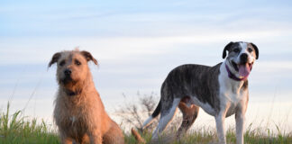 Woody and Boone, Nancy Kern's dogs outside in a field.