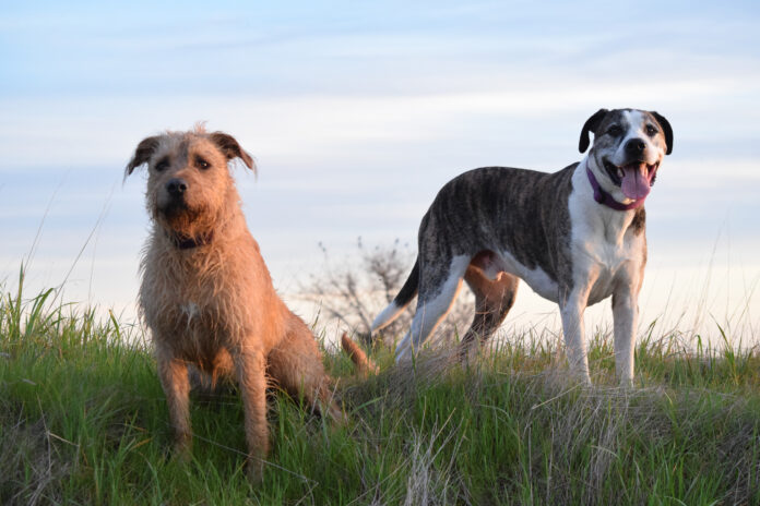 boone_woody Woody and Boone, Nancy Kern's dogs outside in a field.