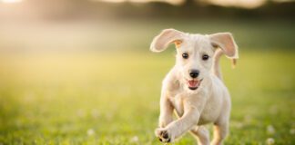 Sometimes the right dog ends up with the wrong person, and the best option is rehoming.