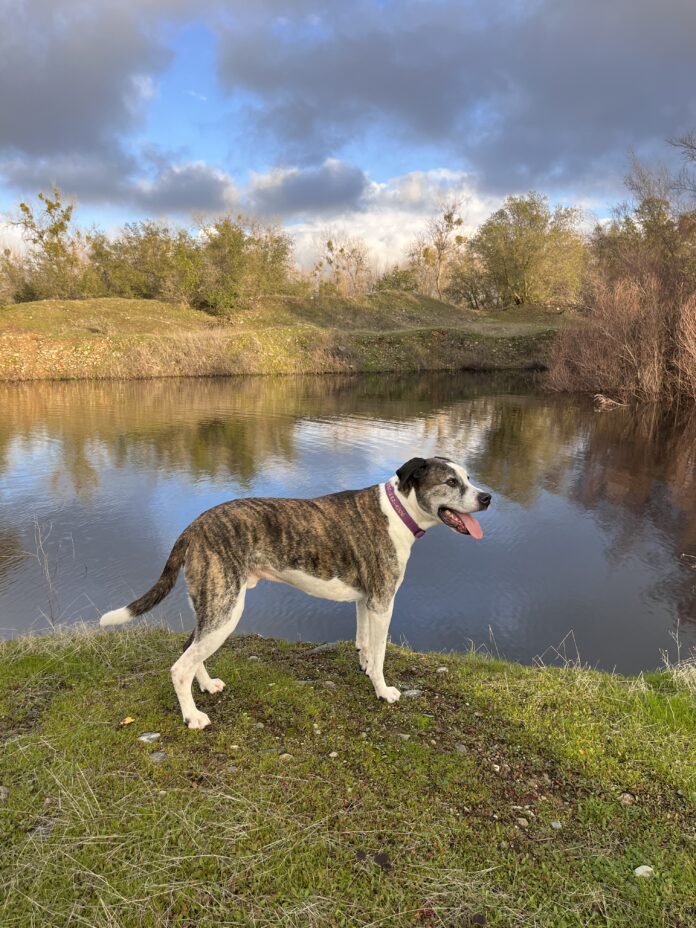 woody_heavy Nancy Kern is famous for telling dog owners their pup is overweight, but that doesn't mean her dogs are in peak physical condition either.