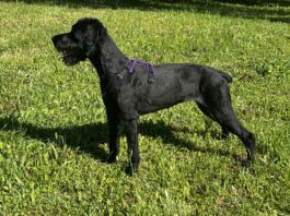 A Thing for Gear Gear that lasts and does its job is one of the best investments a dog owner can make.