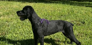 Gear that lasts and does its job is one of the best investments a dog owner can make.