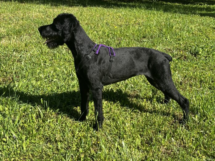 16446F84-8824-4F57-87C4-649C4B6B6781 Gear that lasts and does its job is one of the best investments a dog owner can make.