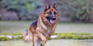 Gastropexy in dogs untwists a dog's stomach. It can be used to treat bloat, or to prevent it.