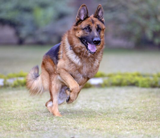 Gastropexy in Dogs Gastropexy in dogs untwists a dog's stomach. It can be used to treat bloat, or to prevent it.