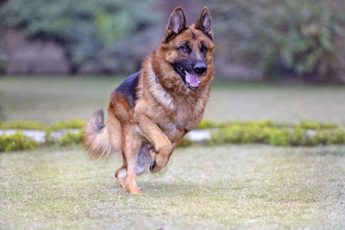 A chasing pure bred German Shephard Gastropexy in dogs untwists a dog's stomach. It can be used to treat bloat, or to prevent it.