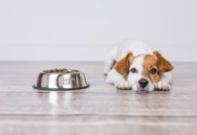 Dog food toppers can entice a dog to eat food when they're not eating and can add needed fiber and