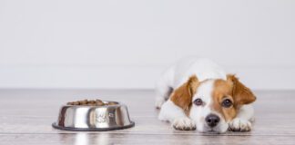 Dog food toppers can entice a dog to eat food when they're not eating and can add needed fiber and