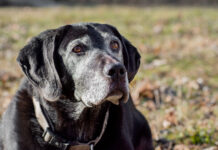 Adequan for Dogs Adequan for dogs helps senior dogs manage osteoarthritis.