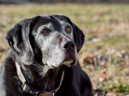 Adequan for dogs helps senior dogs manage osteoarthritis.