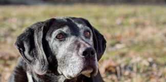 Adequan for dogs helps senior dogs manage osteoarthritis.