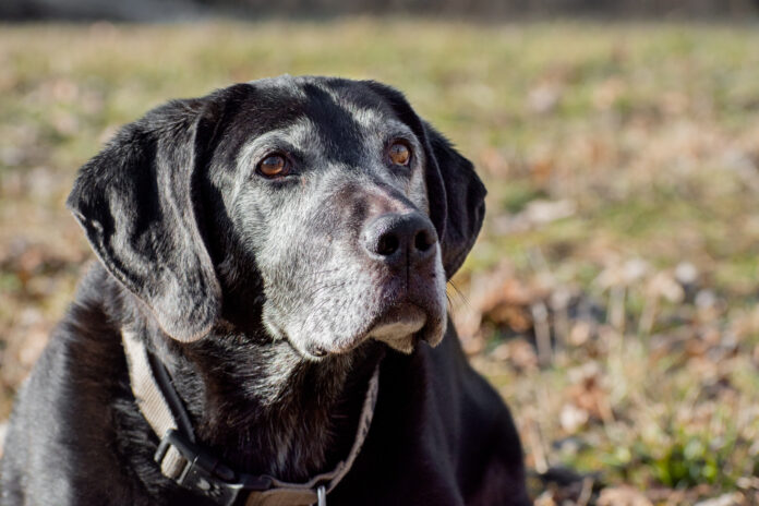 Adequan for dogs helps senior dogs manage osteoarthritis.