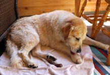 Hot spots in dogs are a pernicious problem, but home remedies for hot spots can be effective.