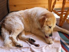 Is That a Hot Spot on My Dog? Hot spots in dogs are a pernicious problem, but home remedies for hot spots can be effective.