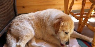 Hot spots in dogs are a pernicious problem, but home remedies for hot spots can be effective.