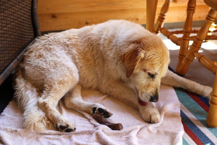 Senior female golden retriever licking paw Hot spots in dogs are a pernicious problem, but home remedies for hot spots can be effective.