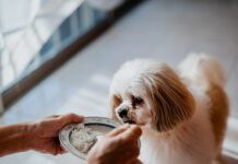 Is Chicken and Rice Good for a Dog? How much chicken and rice to feed a dog when then are sick?