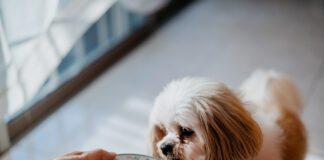 How much chicken and rice to feed a dog when then are sick?