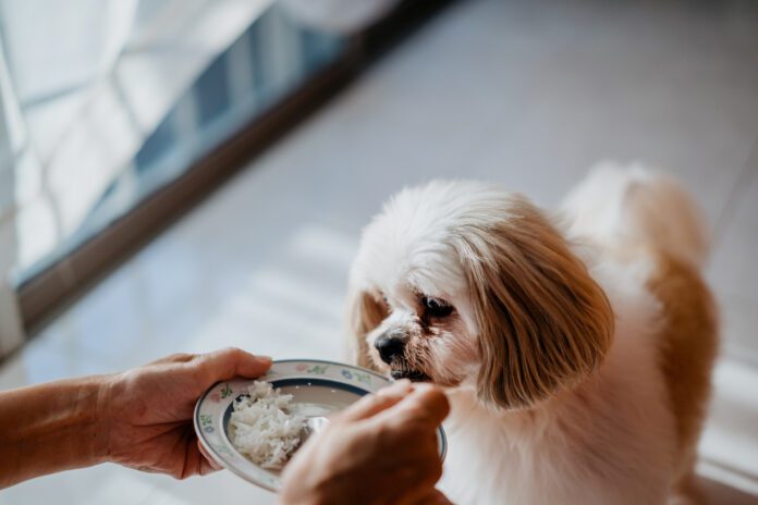 Dog waiting for food feeding How much chicken and rice to feed a dog when then are sick?