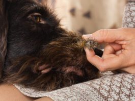 Burrs on dogs can be painful as well as uncomfortable and require some care to remove.