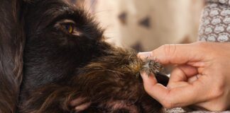 Burrs on dogs can be painful as well as uncomfortable and require some care to remove.