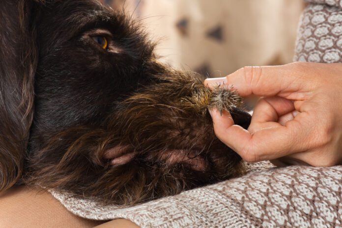 female hand pulls out the spines of dog hair Burrs on dogs can be painful as well as uncomfortable and require some care to remove.