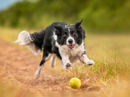 MSM for dogs is a supplement that can help dogs maintain their joint health as they age.
