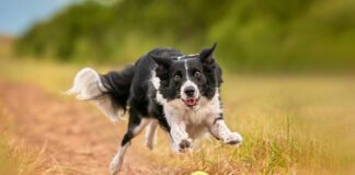 MSM for dogs is a supplement that can help dogs maintain their joint health as they age.