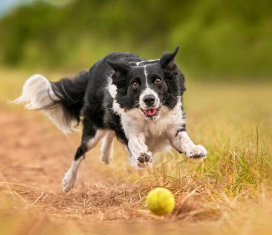 MSM for Dogs MSM for dogs is a supplement that can help dogs maintain their joint health as they age.