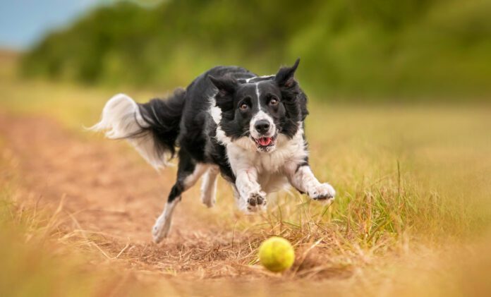 Border Collie chasing after ball MSM for dogs is a supplement that can help dogs maintain their joint health as they age.