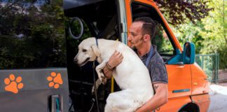 There are ways to safely carry dogs whether they are large or small.