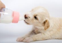 Is Goat Milk Good for Dogs? Goat milk can be good for young dogs who have the enzymes needed to process it. However, older dogs may struggle with the lactose.
