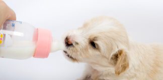 Goat milk can be good for young dogs who have the enzymes needed to process it. However, older dogs may struggle with the lactose.