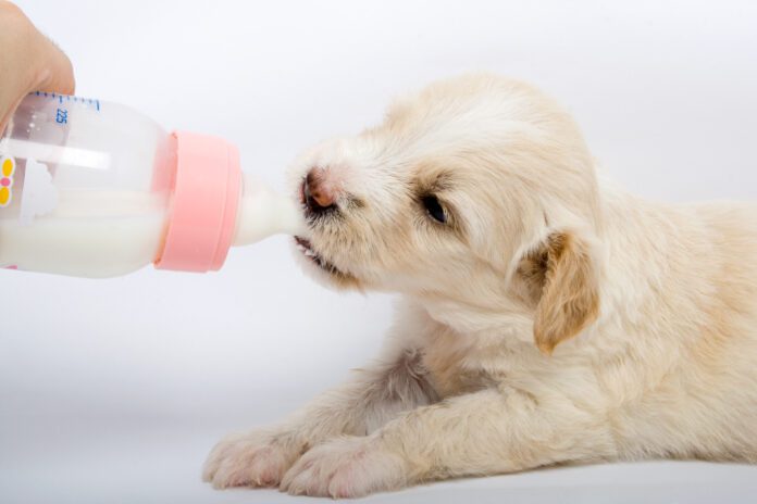 puppy drinking milk Goat milk can be good for young dogs who have the enzymes needed to process it. However, older dogs may struggle with the lactose.