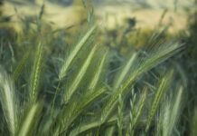 Foxtail awls can be a deadly danger to dogs and their unwary owners.