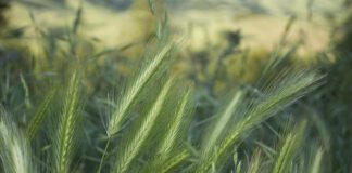 Foxtail awls can be a deadly danger to dogs and their unwary owners.