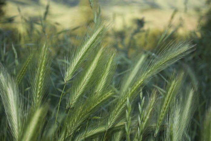 Foxtail awls can be a deadly danger to dogs and their unwary owners.