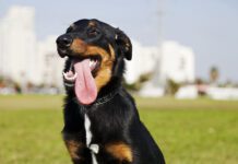 Dog's don't sweat the way that humans do, so electrolytes for dogs have a narrow use case and can even be harmful.