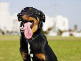 Dog's don't sweat the way that humans do, so electrolytes for dogs have a narrow use case and can even be harmful.